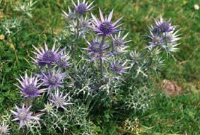 Eryngium bourgatii